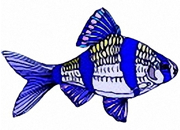 Fische bilder kostenlos ausdrucken