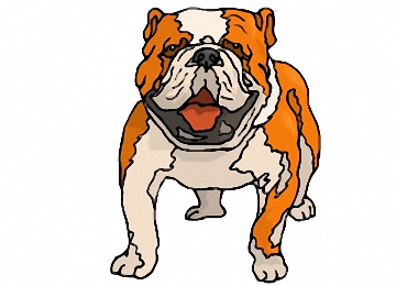 Ausmalbilder Hunde Englische Bulldogge