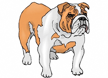 Englische Bulldogge Hunde Bilder Zum Ausdrucken