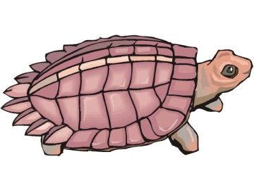 Ausmalbild Schildkröte Erwachsene